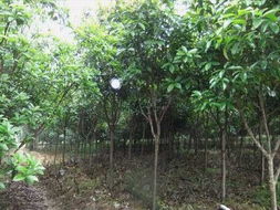 价格波动大， 揭秘过程有点复杂