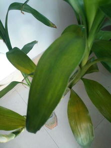 葡萄树叶子发黄，究竟闹哪样？