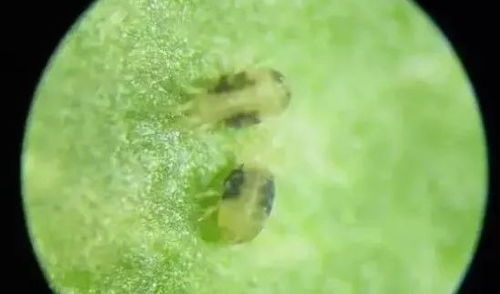 阿维菌素， 一个让人又爱又恨的“宝贝”