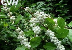 白饭树，热带观赏植物