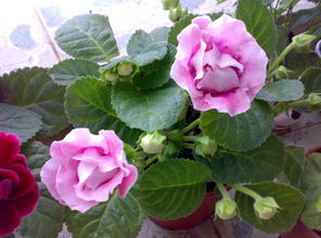 陕北地区的美丽秘密：耐旱耐寒的花草世界