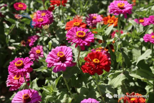 江西园林花卉， 品种丰富