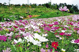 藏区高原，格桑花绽放