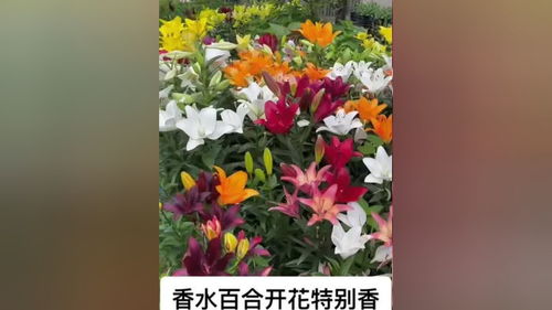 盆栽香水百合如何养护？如何让花朵更加娇艳