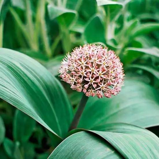 大花葱高效种植指南：一年生还是多年生？揭秘畜牧领域热门话题！