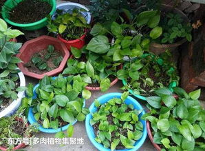 绿萝为什么要在室内养护？它的生命力如此顽强吗
