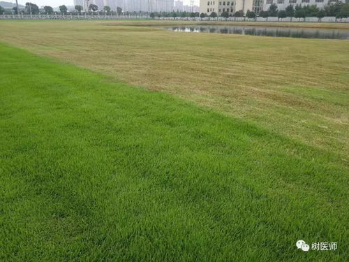 大面积草坪修剪的重要性