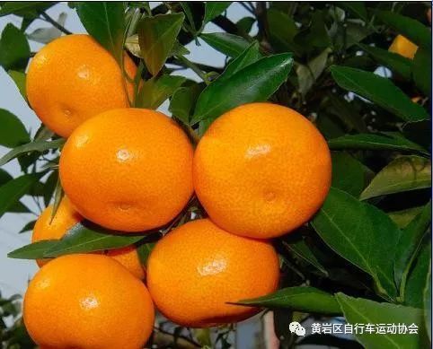 今年橘子丰产却未丰收，原因复杂