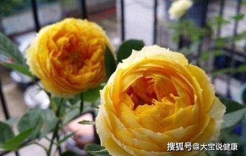 藤本月季品种丰富， 开花大色彩艳丽