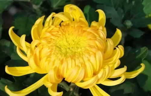 玫瑰、牡丹、菊花等花种，它们分别在什么季节绽放