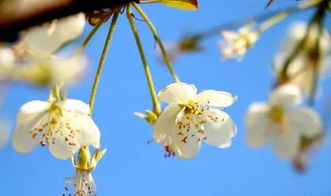 梨花之恋，究竟蕴含着怎样的深情寓意