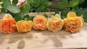 先说说别慌！折了枝条别急着剪掉