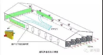 冬季育雏，保温与通风是关键