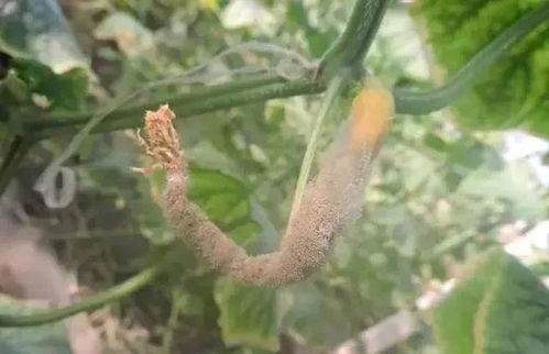 稳锌锰波尔多液：无机杀菌剂， 注意残留期