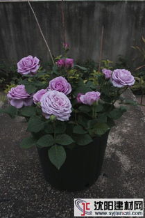 水星王阳台月季：一场花色的梦幻之旅