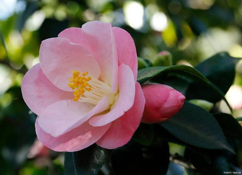 三、浇水时间，也要讲究哦