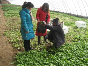 木瓜种植：农药的细节