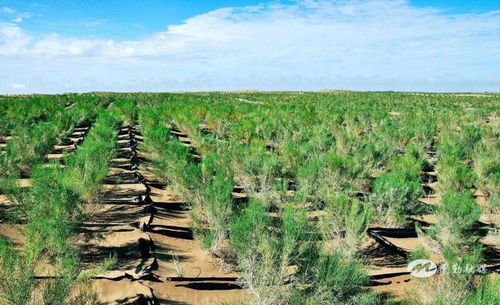 固沙植物的“三剑客”