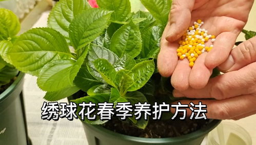 绣球花施肥、养护和浇水方法有哪些