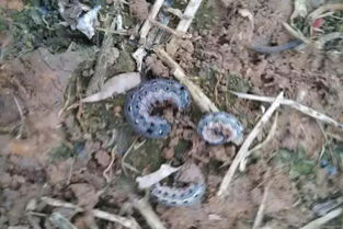 甲维虫螨腈的防治作用