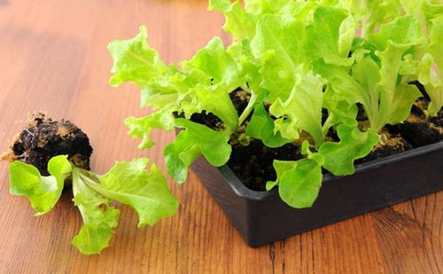 3种蔬菜盆栽， 既美观又可口