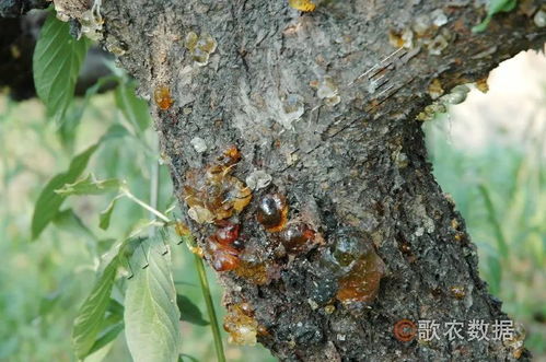 流胶病：树胶流不停，李树受折磨