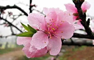 桃花阳台养植心得：三米花瀑不是梦！