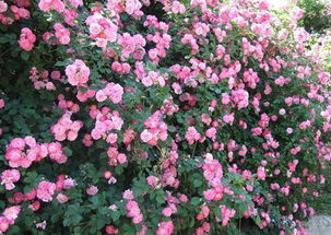 秋季种植，蔷薇花梗娇艳