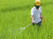 四川秋冬种什么作物蕞划算？揭秘种植秘籍！