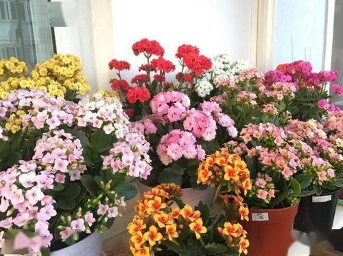 三月种花，成活率低？快来学学速生花卉省钱秘籍！