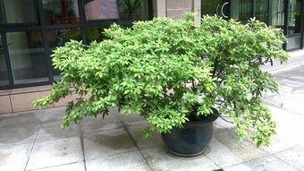 上海适合种植哪些植物？推荐适合本地气候的植物种类