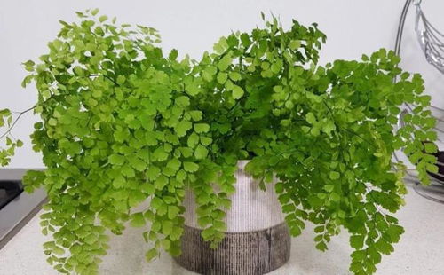 绿藤花栽培要点