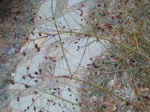 这是什么树啊？