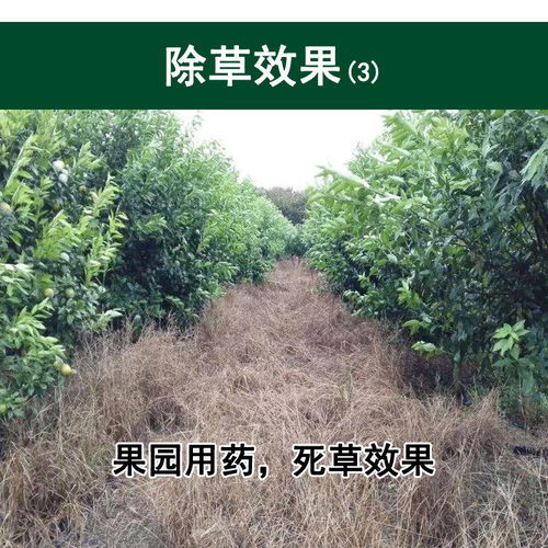 草甘磷树木枯死剂后有没有什么农药能彻底烧死树木的根？