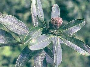 观果花卉：果实与花朵的双美