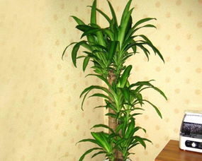 绿植是绿植， 花卉是花卉