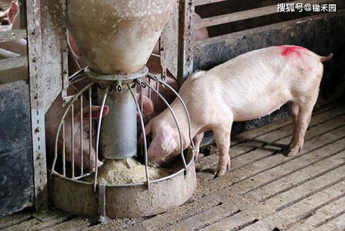 猪饲料涨价又发霉，养殖户如何避坑省万元成本？