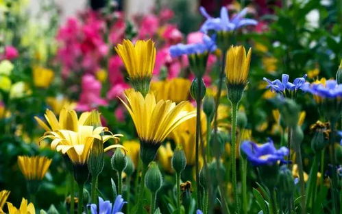 花前成熟期：花卉开花的准备