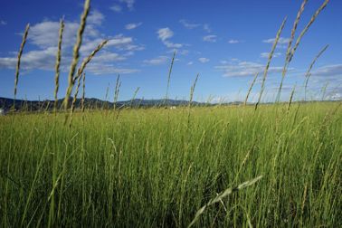 黑麦草的种植要点