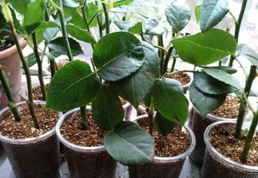 腊梅扦插的时间和准备工作有哪些？