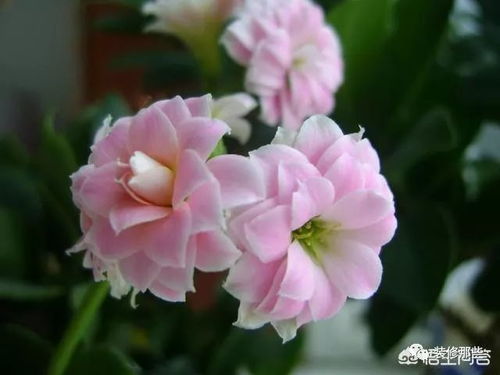 花欣的功效与作用有哪些？这些方面都有效