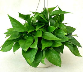 第四招：搭配有门道，花儿梗美丽