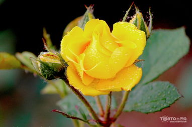 月季花：神秘的花朵， 无尽的效用