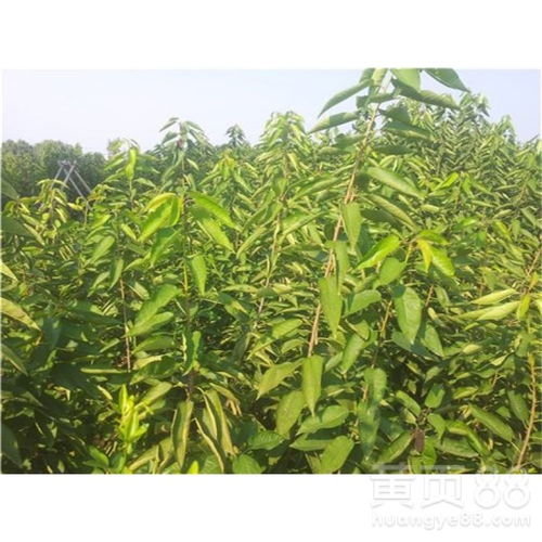 苗圃基地的建设须知