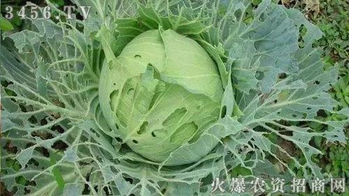 杀虫药物推荐：这些或许有用