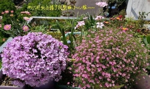 五色梅花的药理作用