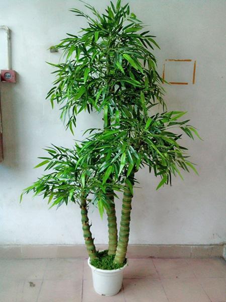 盆景竹子怎么养，不会枯萎