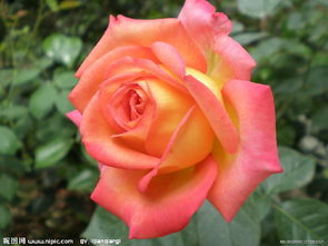 月季花开的美丽瞬间