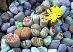 生石花突然变硬，是何原因