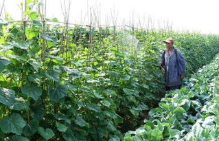 农药化肥的销售